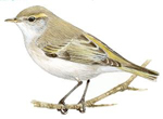 Mosquitero papialbo